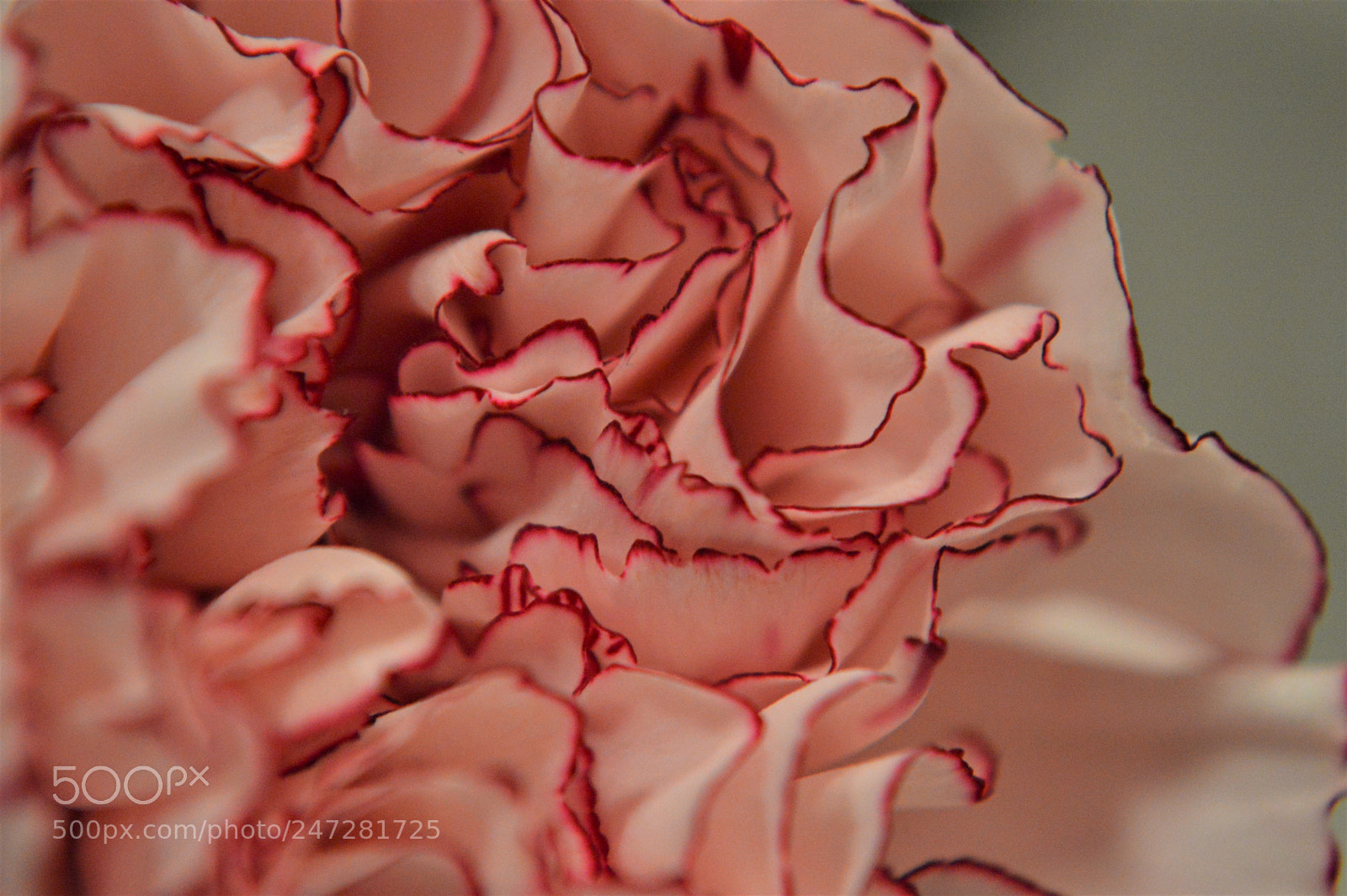 Nikon D3200 sample photo. Attended a carnation today photography