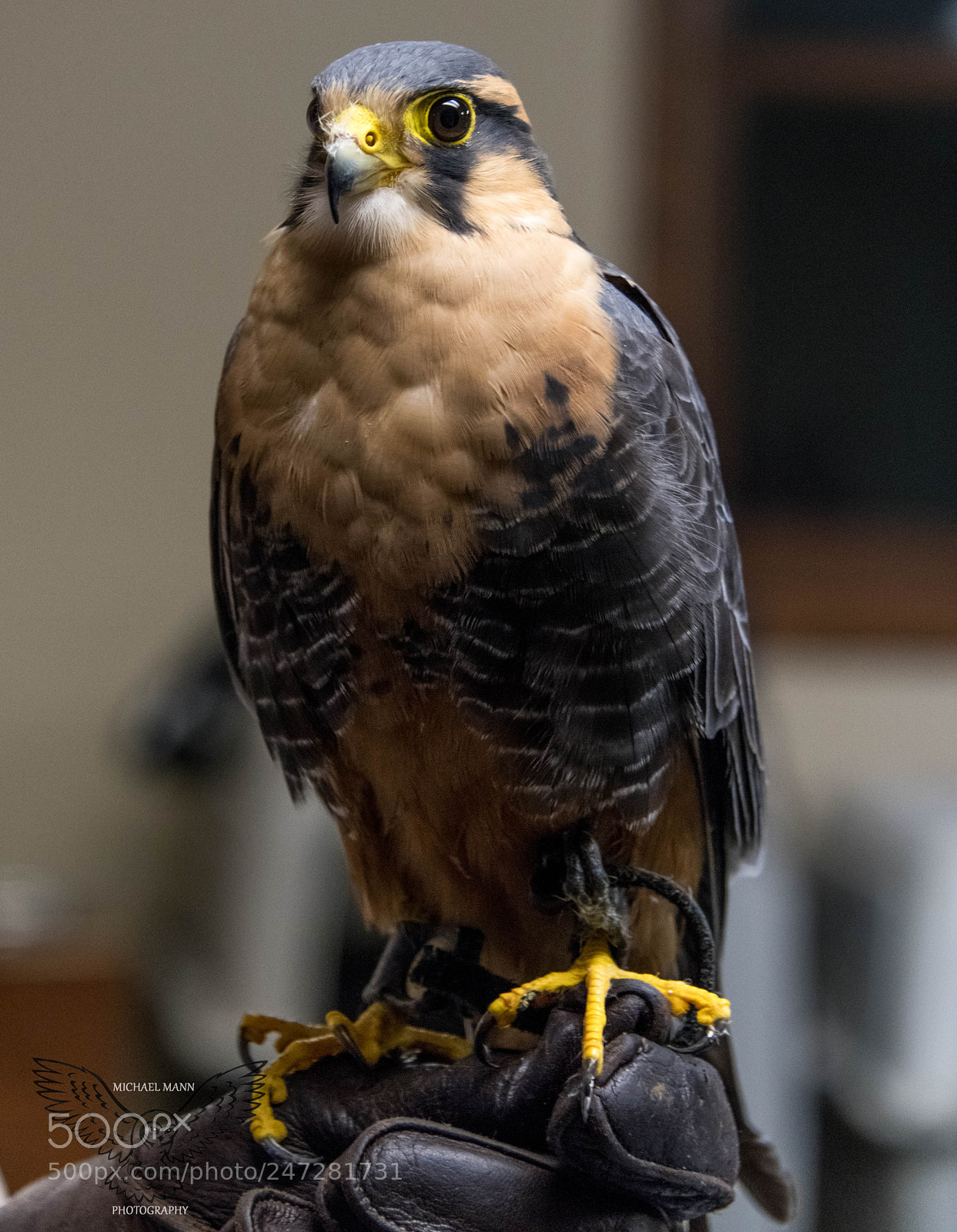 Nikon D850 sample photo. Aplomado falcon photography