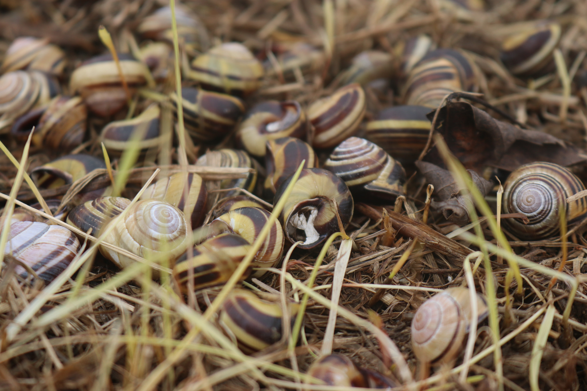 Canon EOS 80D sample photo. Snail photography