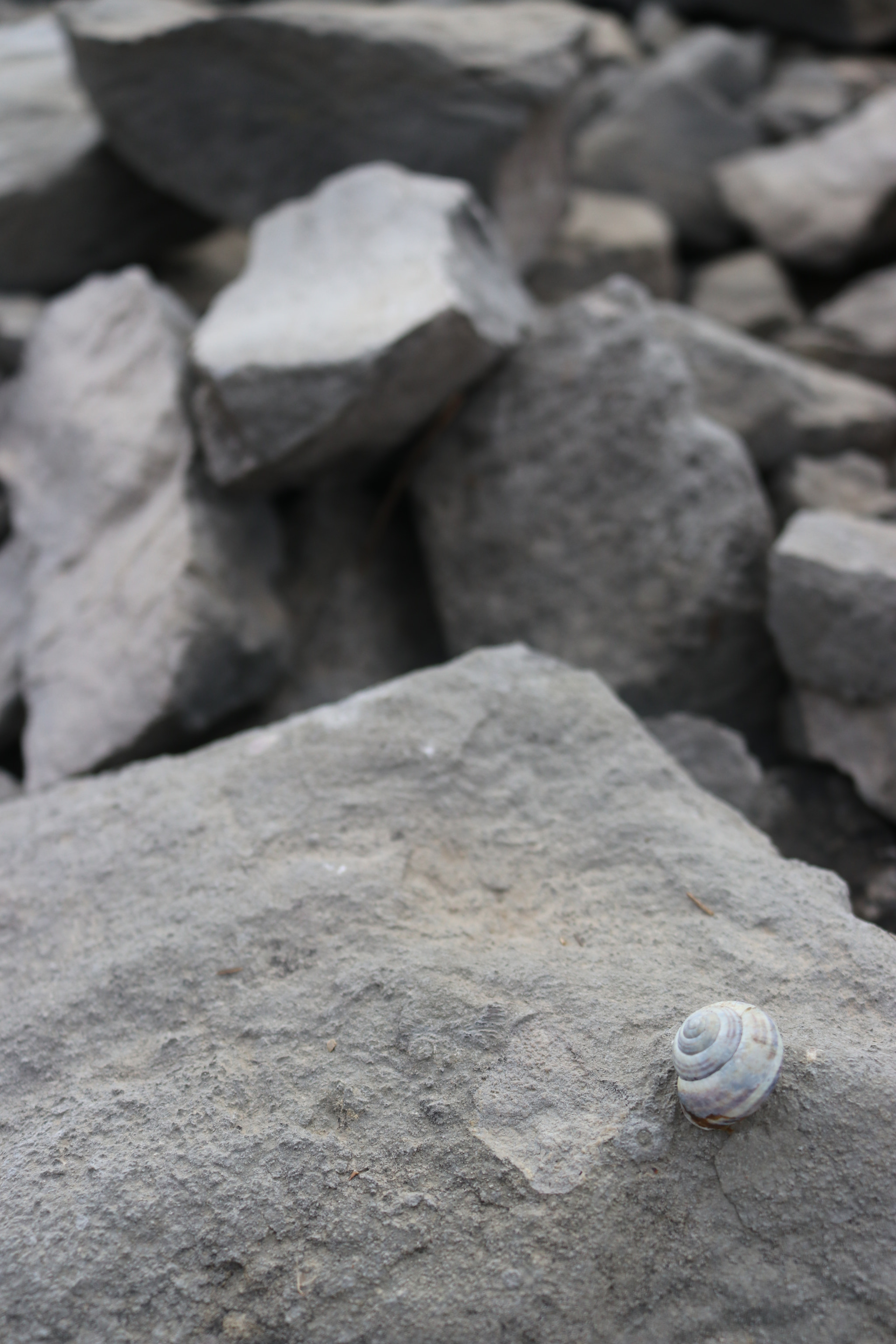 Canon EOS 80D sample photo. Snail on the rock photography