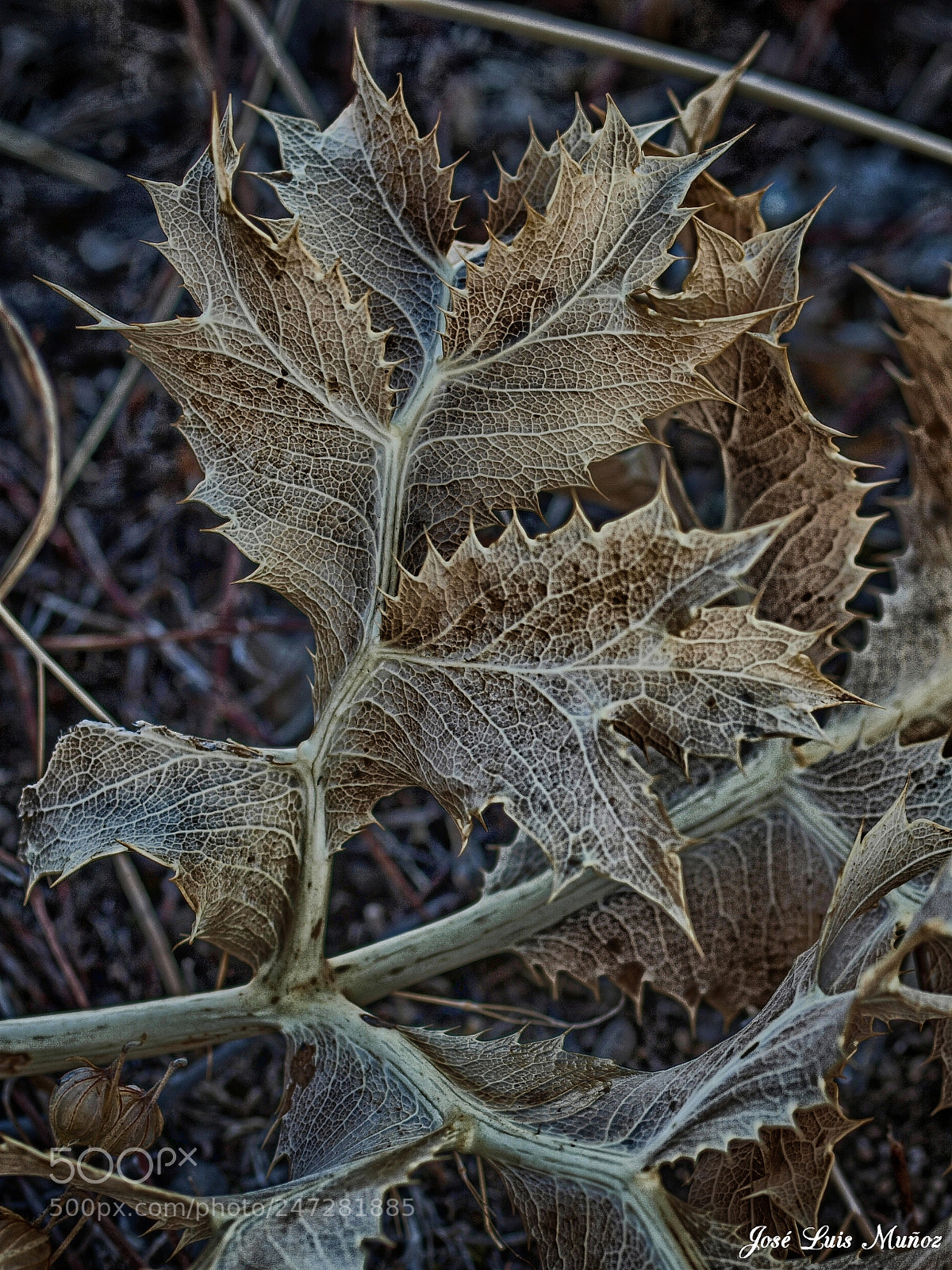 Olympus E-3 sample photo. Cardo photography