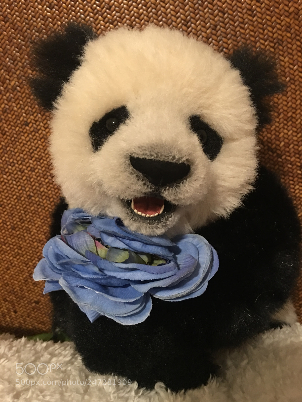 Apple iPhone 6s Plus sample photo. Pandalinchen by karin de photography