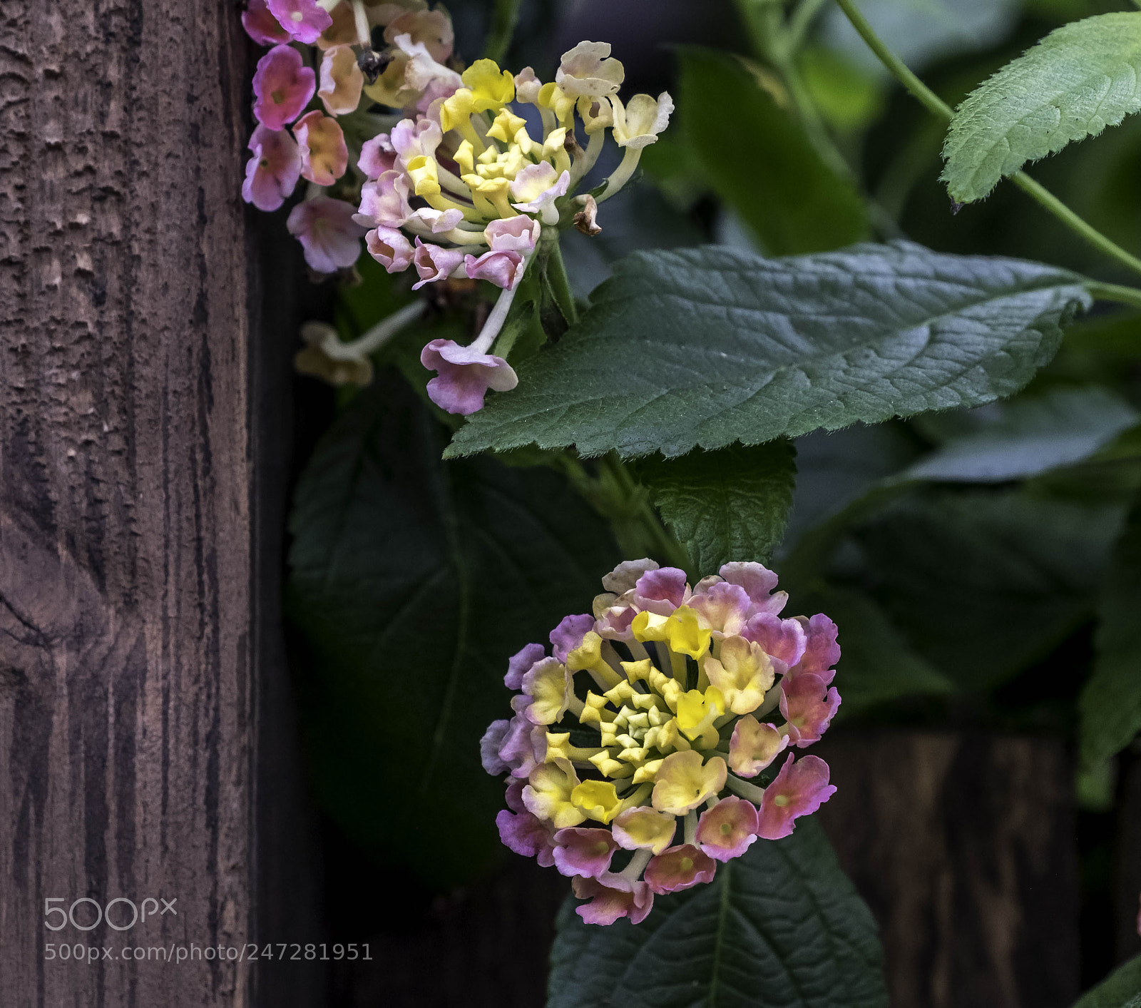 Fujifilm X-T2 sample photo. Dscf photography
