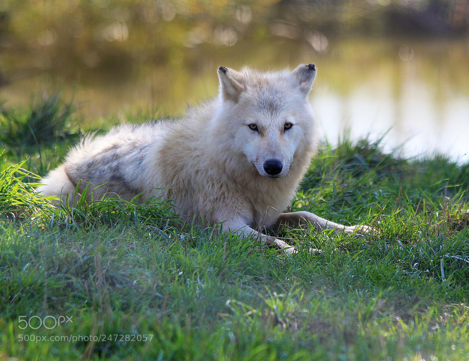 Canon EOS 500D (EOS Rebel T1i / EOS Kiss X3) sample photo. Timber wolf photography