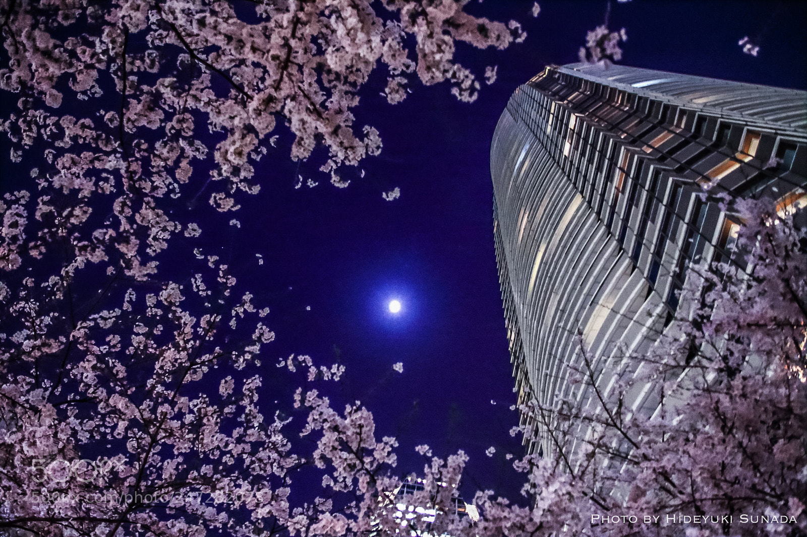 Canon EOS 7D sample photo. Tokyo night cherry blossom photography
