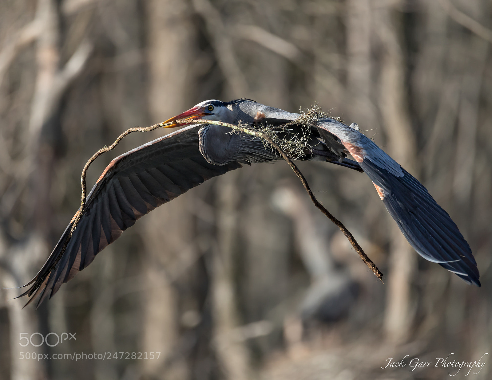 Canon EOS-1D X Mark II sample photo. Great blue heron with photography