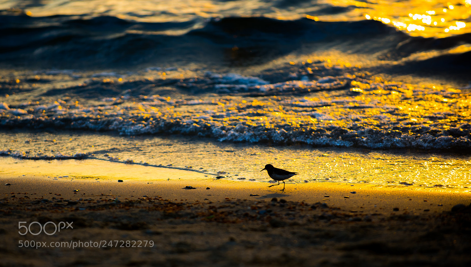 Nikon D600 sample photo. Sunset stroll - bird photography