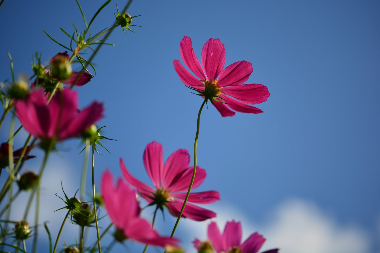 Nikon AF-S DX Micro-Nikkor 85mm F3.5G ED VR sample photo. Cosmos photography