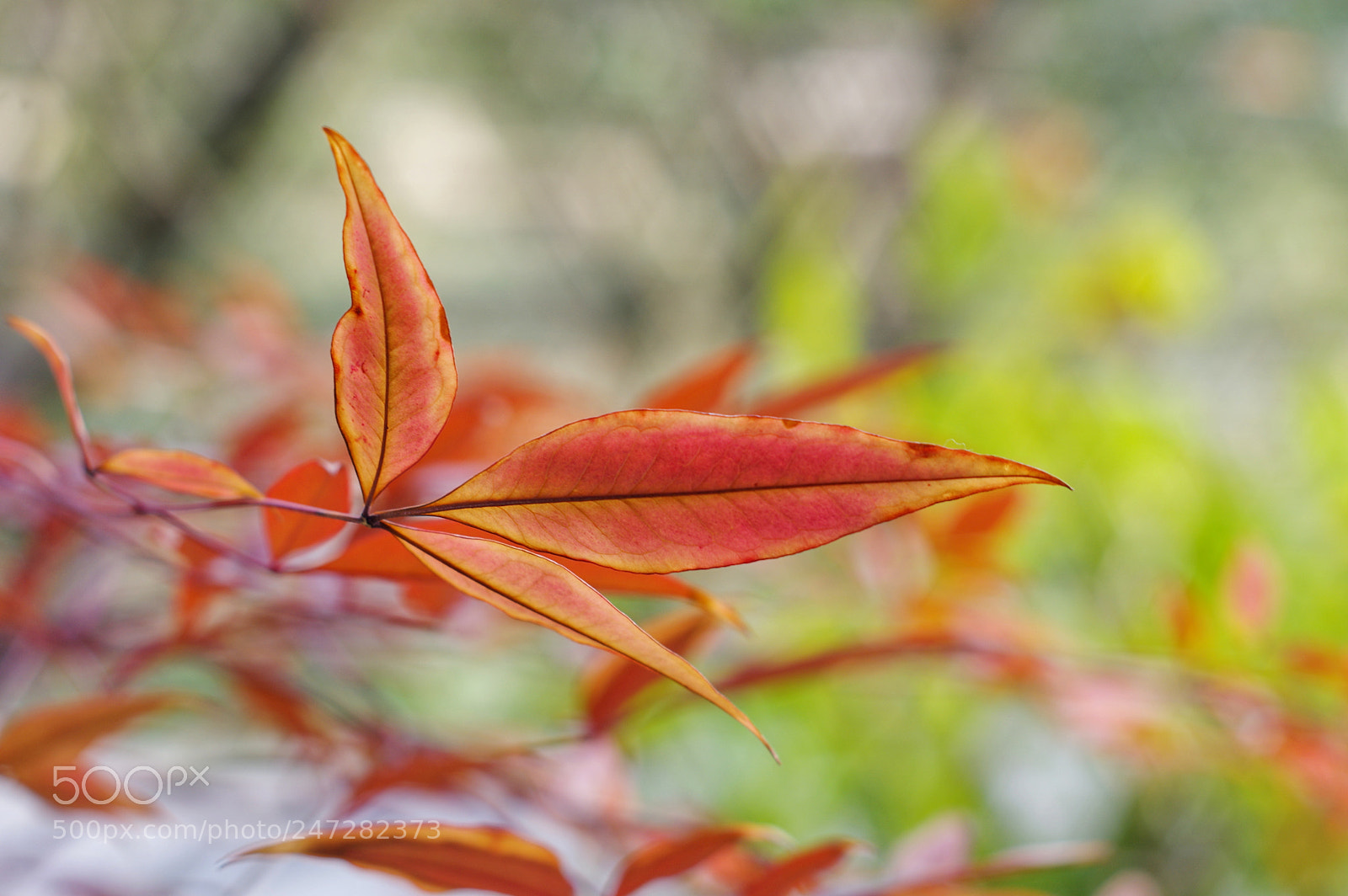 Pentax K-3 II sample photo. Untitled photography