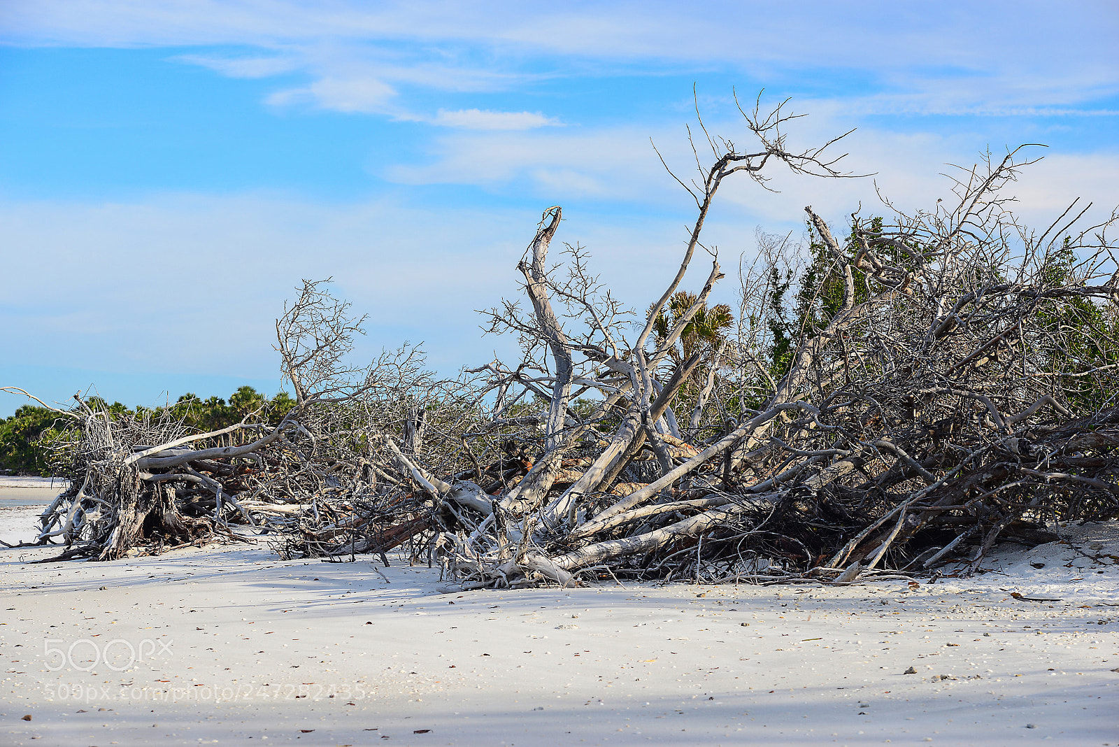 Nikon D800 sample photo. Naples beach trees photography