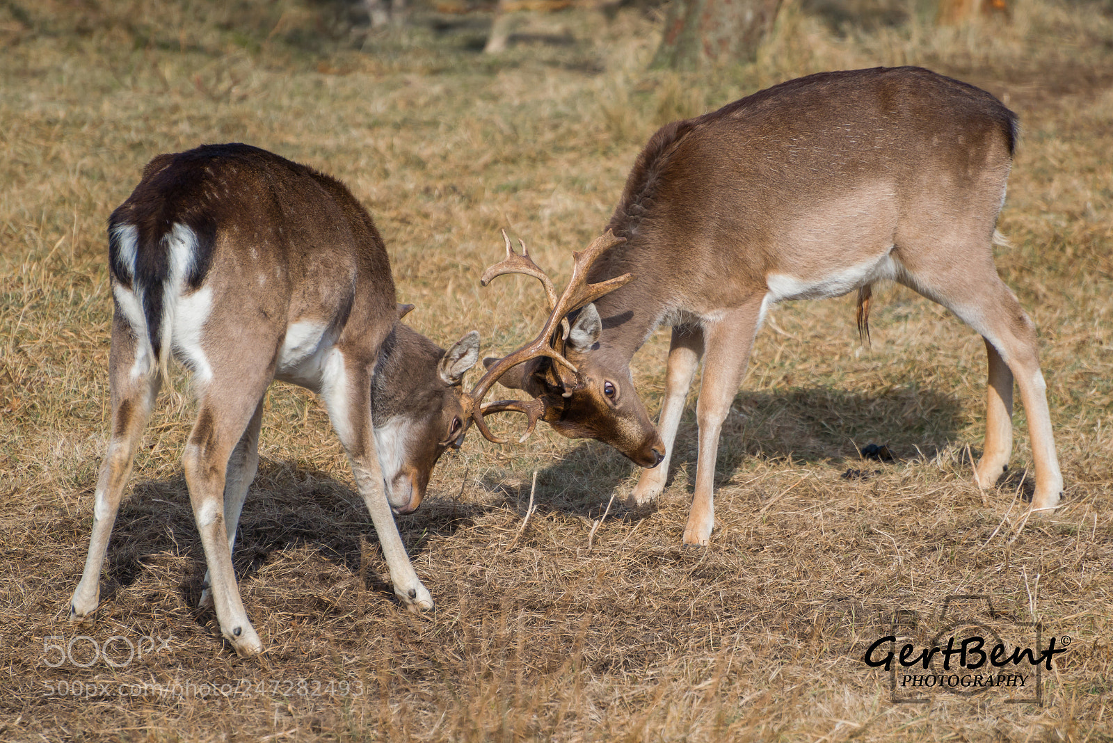 Nikon D800 sample photo. Untitled photography