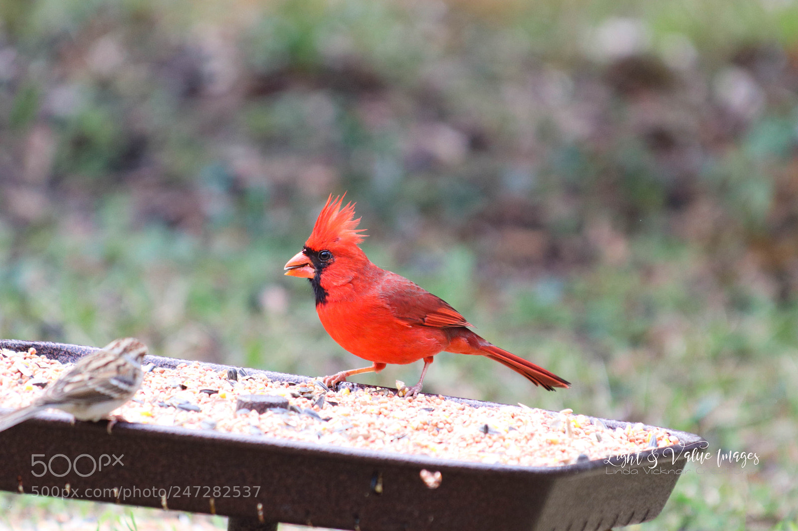 Canon EOS 80D sample photo. Img_1505-2.jpg photography