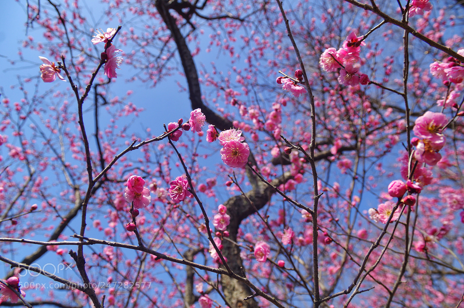 Pentax K-3 II sample photo. Untitled photography