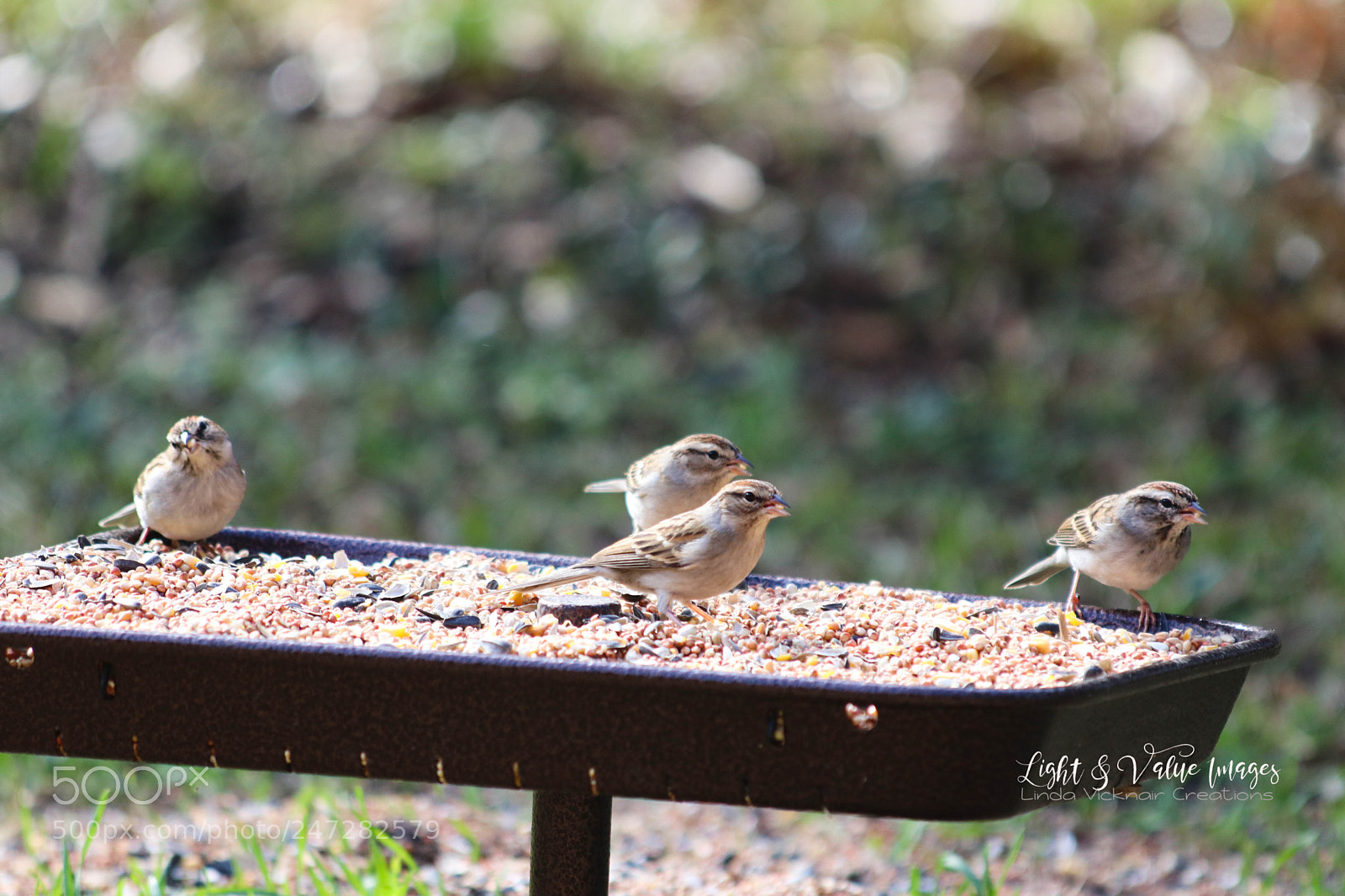 Canon EOS 80D sample photo. Img_1539-2.jpg photography