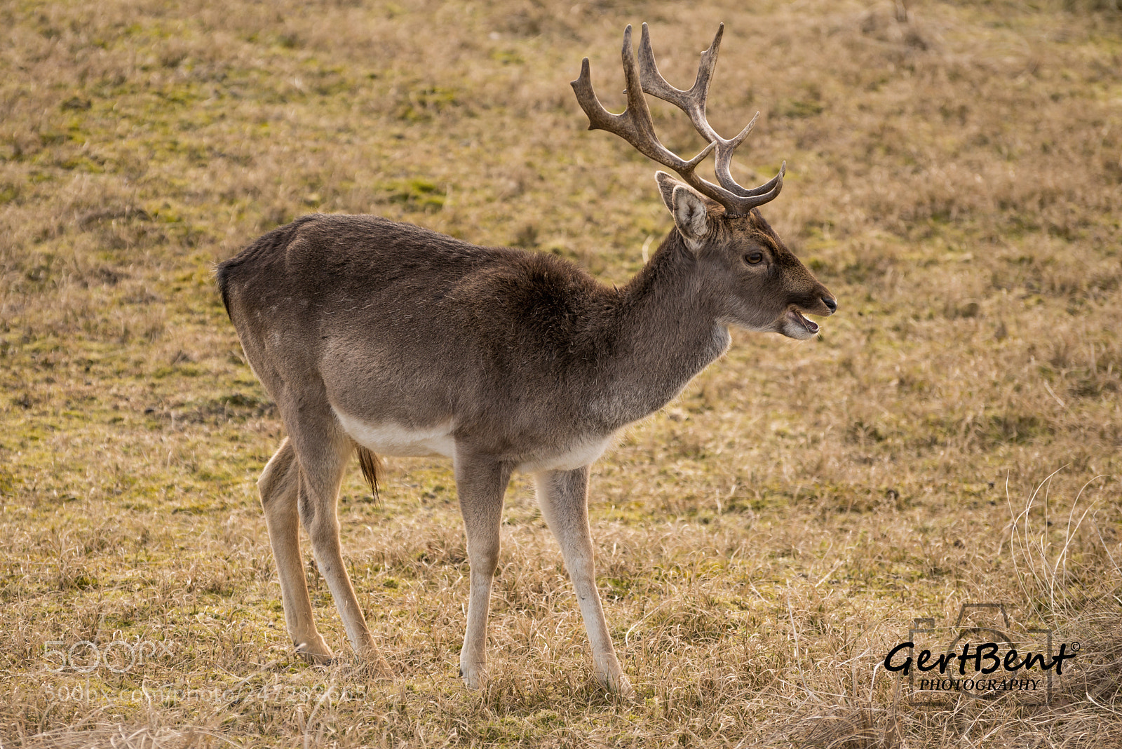 Nikon D800 sample photo. Untitled photography