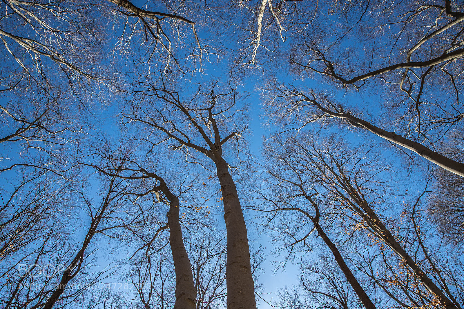 Canon EOS 6D Mark II sample photo. Woods in the winter photography