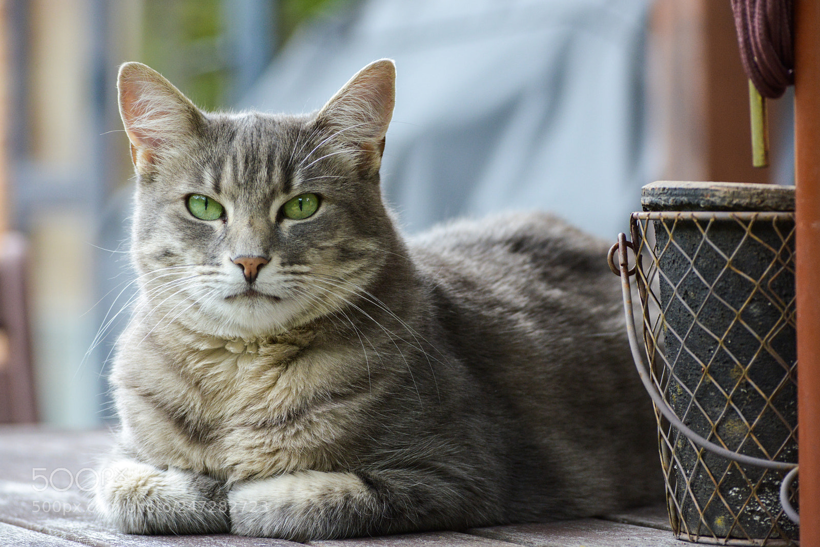 Nikon D800 sample photo. Beautiful green eyes photography
