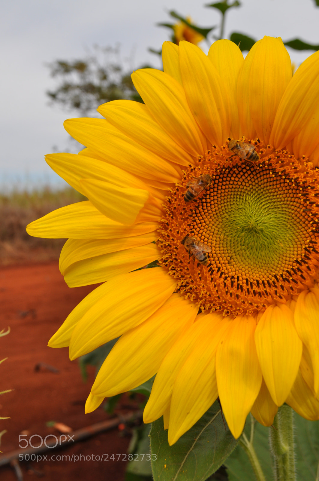 Nikon D5000 sample photo. Happy photography