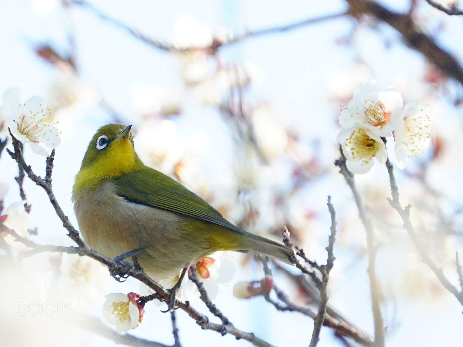 Sony a6300 + Sony FE 70-300mm F4.5-5.6 G OSS sample photo. Spring will come soon photography