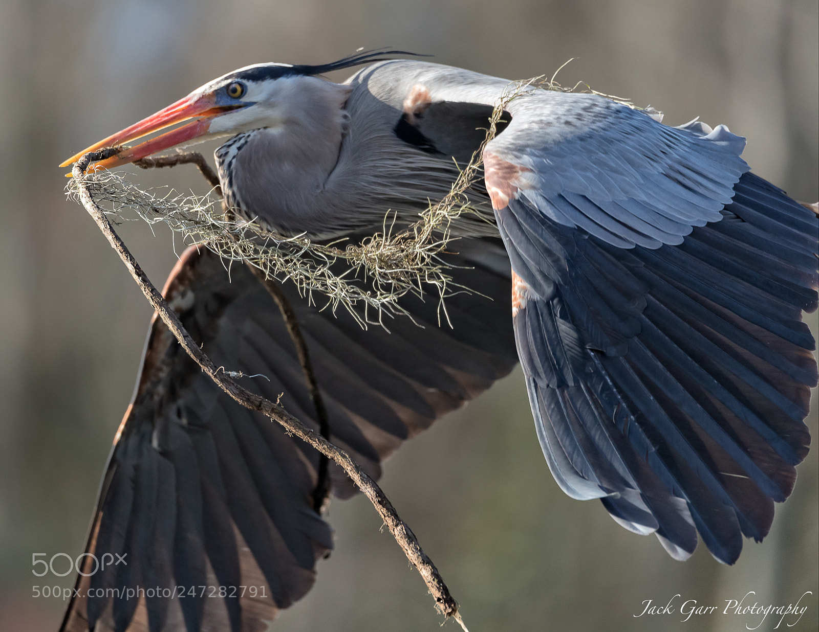Canon EOS-1D X Mark II sample photo. Great blue heron photography