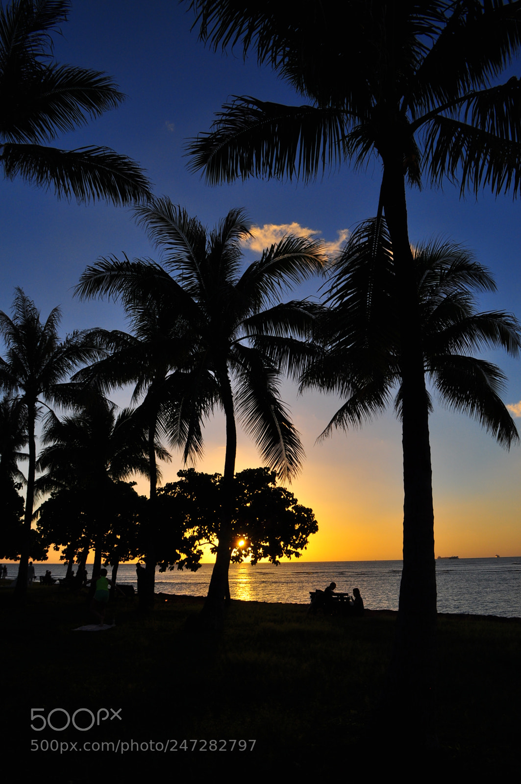 Nikon D5000 sample photo. Palms photography