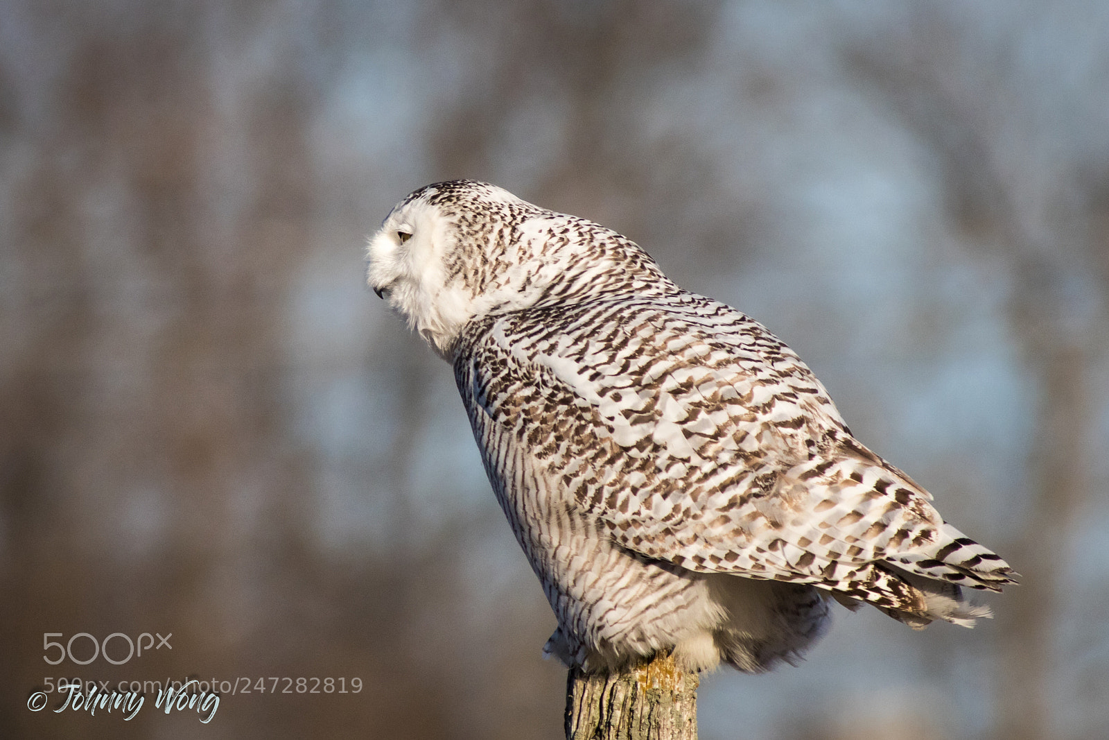Canon EOS 7D Mark II sample photo. Snowy owl photography