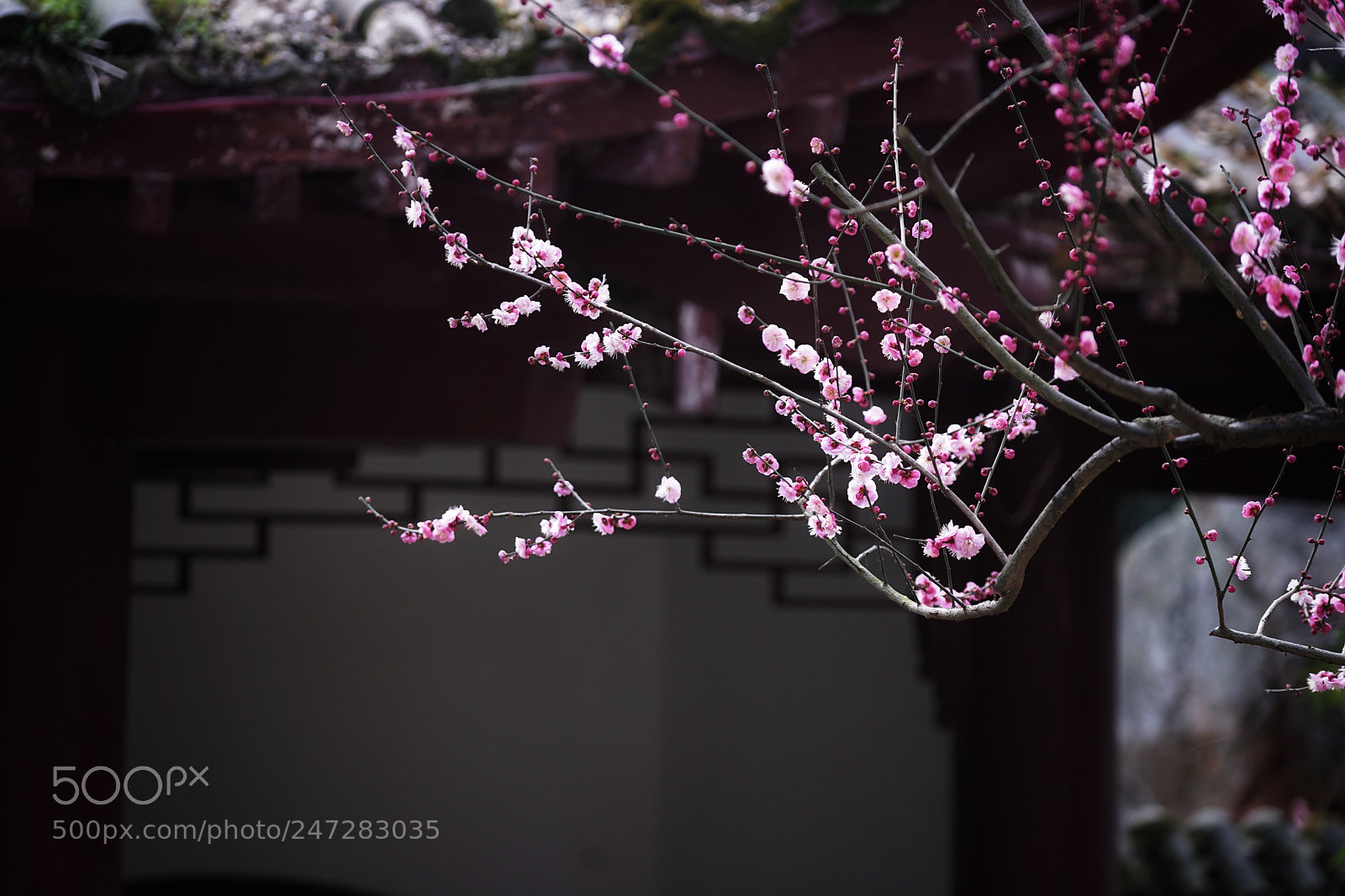 Sony a7 II sample photo. Spring is coming photography