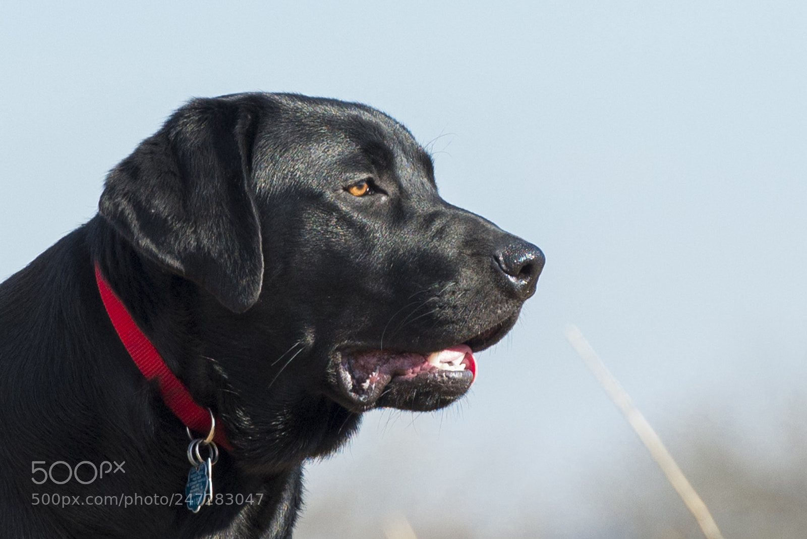 Nikon D610 sample photo. Fred photography