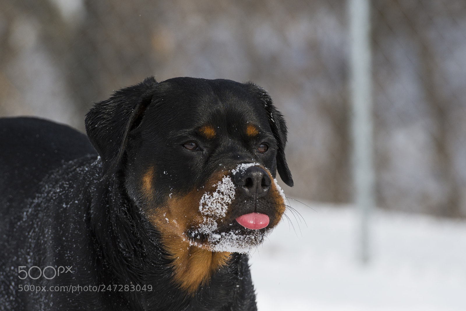 Nikon D610 sample photo. Onyx photography