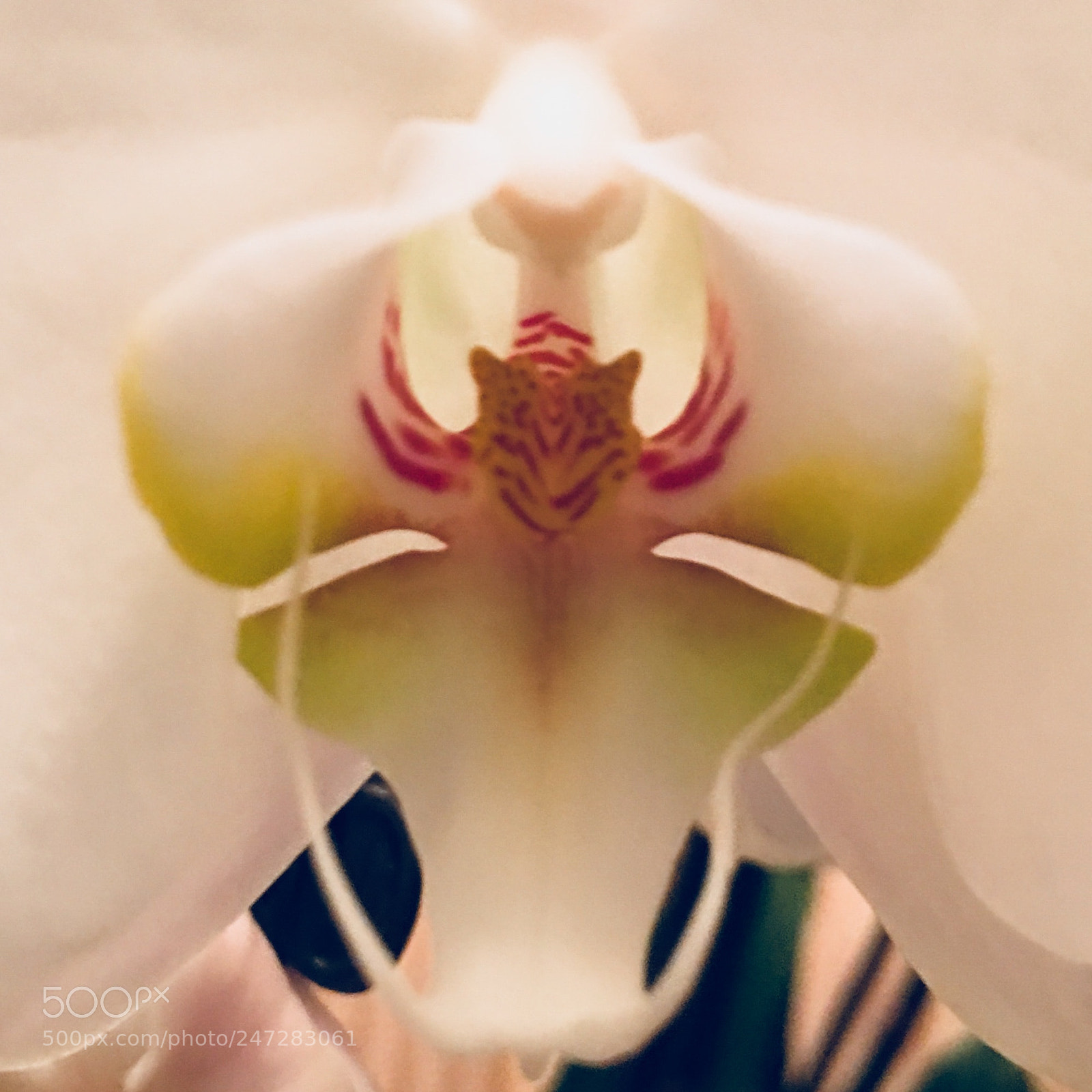 Apple iPhone 6s Plus sample photo. Orchid macro photography