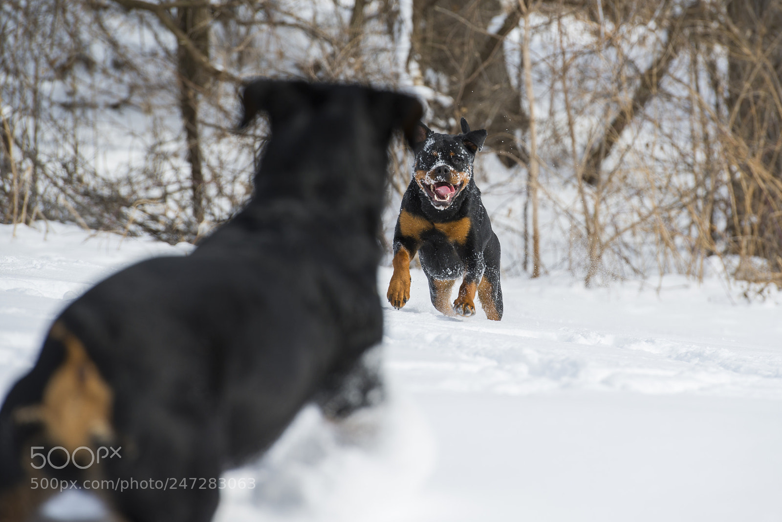 Nikon D610 sample photo. Get some! photography