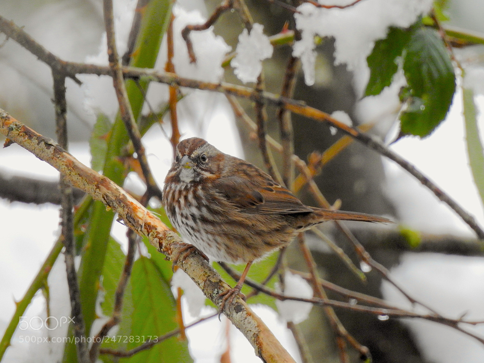 Nikon Coolpix P900 sample photo. Song photography