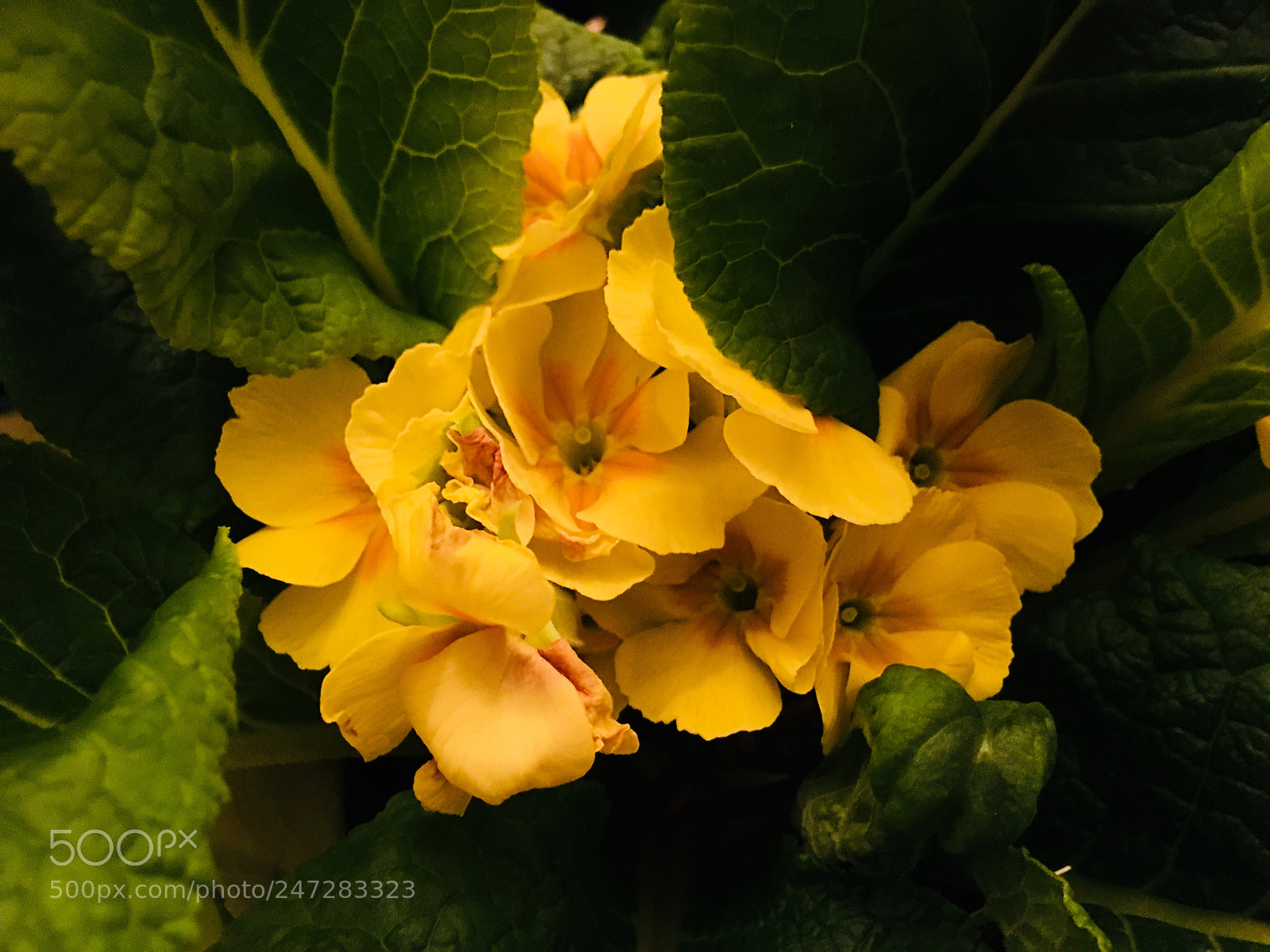 Apple iPhone 6s Plus sample photo. Yellow flower photography