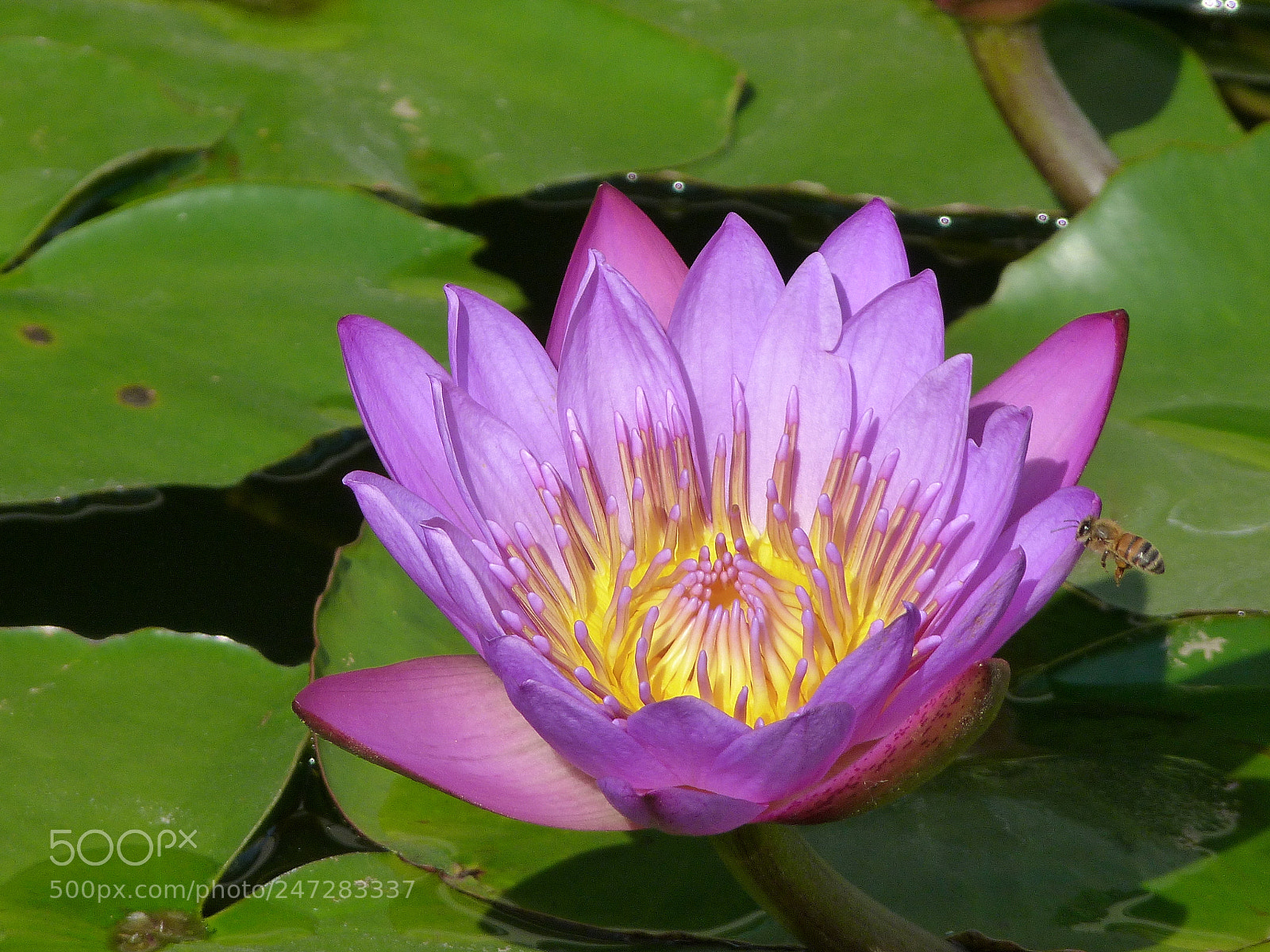 Panasonic Lumix DMC-FZ40 (Lumix DMC-FZ45) sample photo. Lotus with bee photography