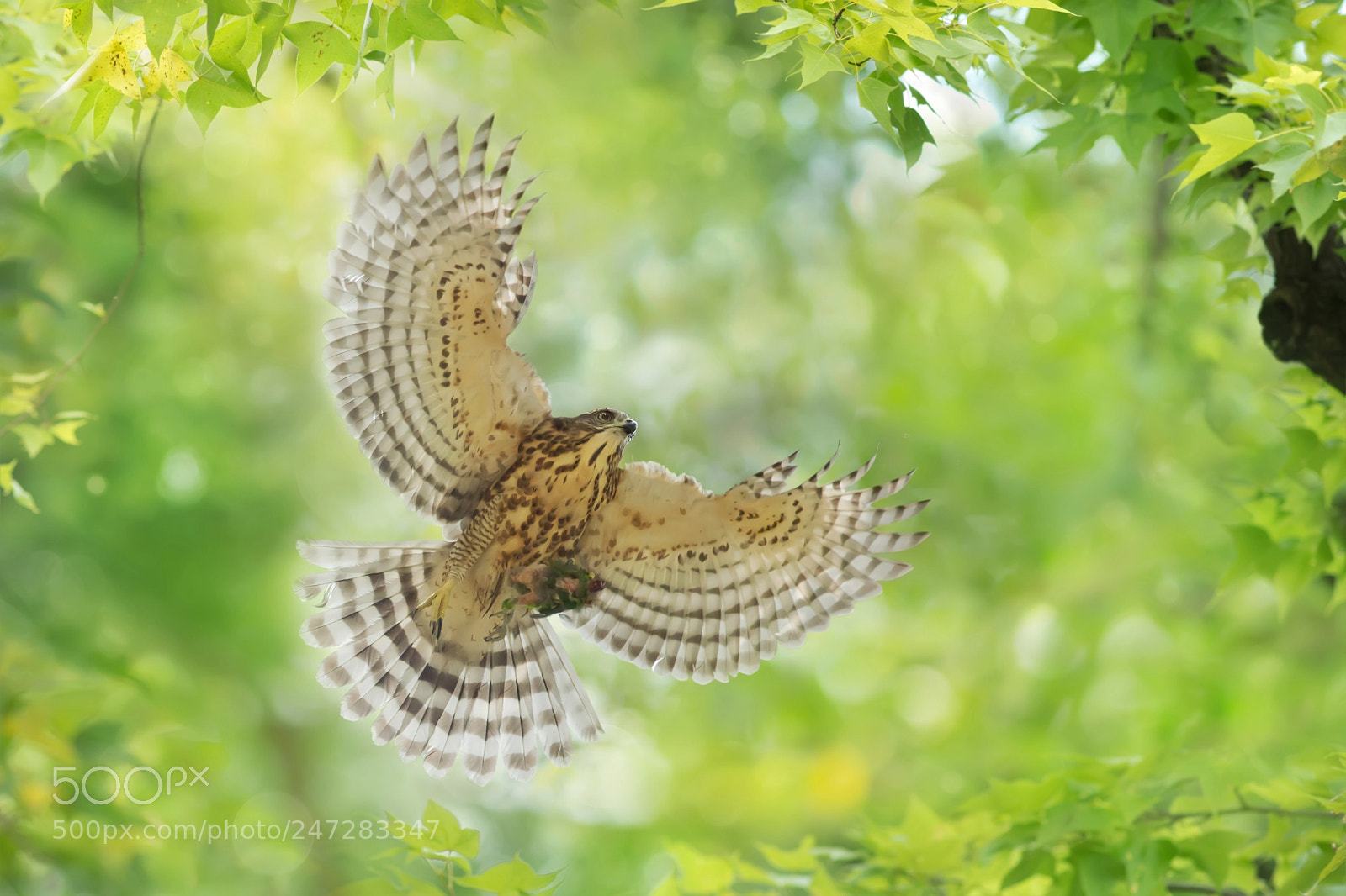 Sony SLT-A77 sample photo. ～crested goshawk with prey～ photography