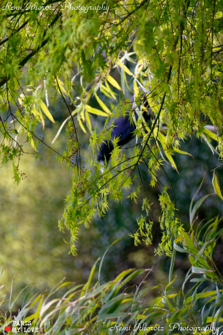 Nikon D7200 sample photo. Shy photography
