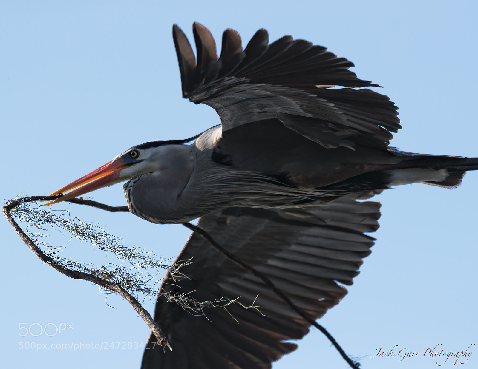 Canon EOS-1D X Mark II sample photo. Great blue heron flying photography