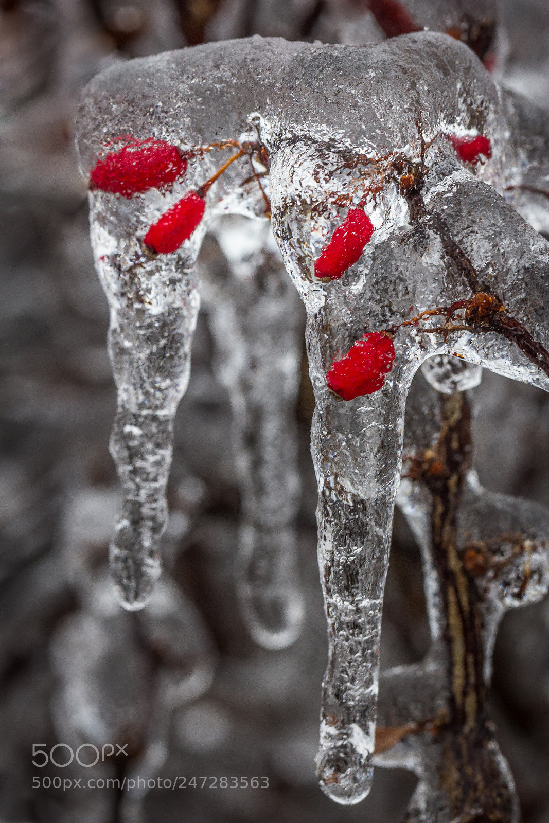 Canon EOS 60D sample photo. Frozen photography