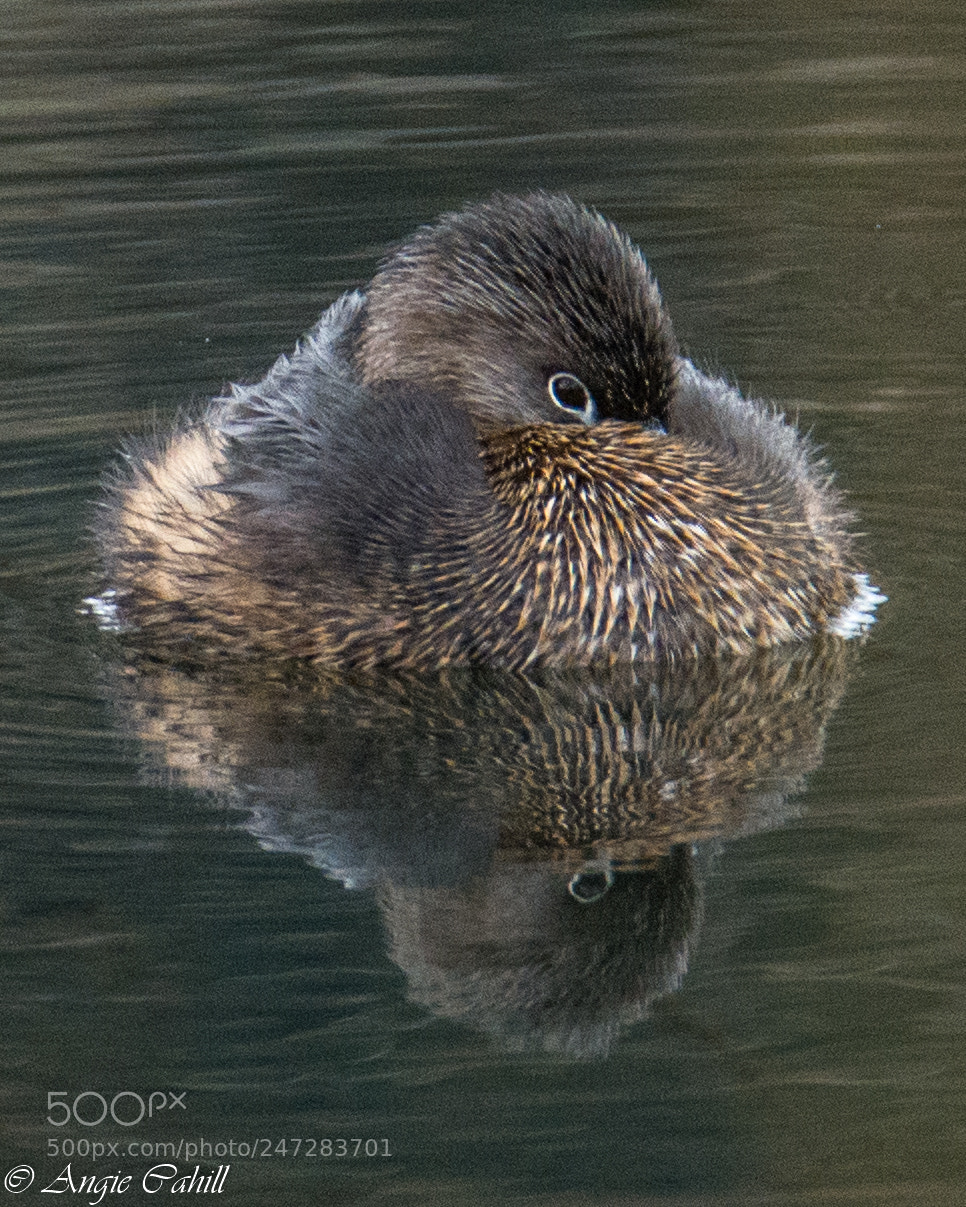 Nikon D7100 sample photo. Sleepy grebe photography