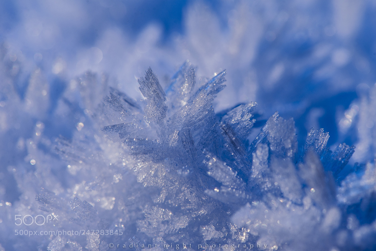 Nikon D610 sample photo. Hoarfrost photography