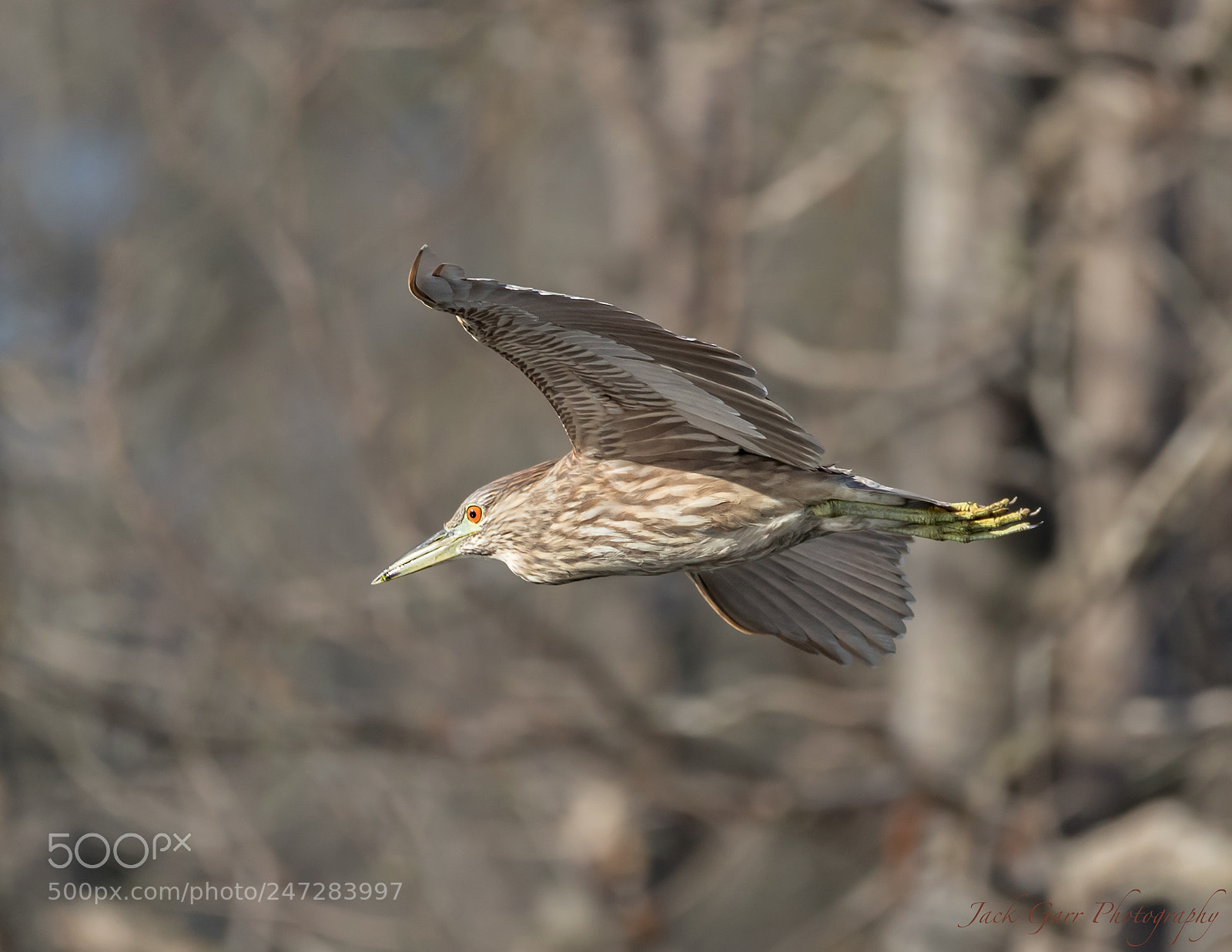 Canon EOS-1D X Mark II sample photo. Juvenile black-crowned night-heron in photography