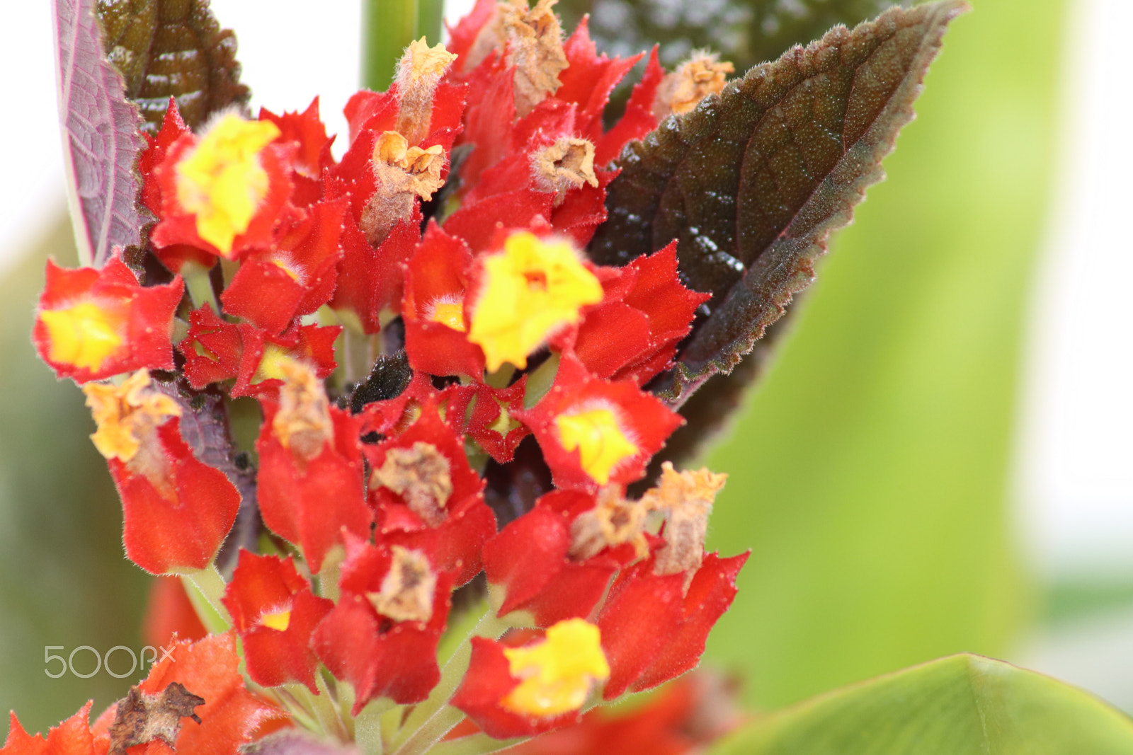 Canon EOS 77D (EOS 9000D / EOS 770D) sample photo. My favorite flowers photography