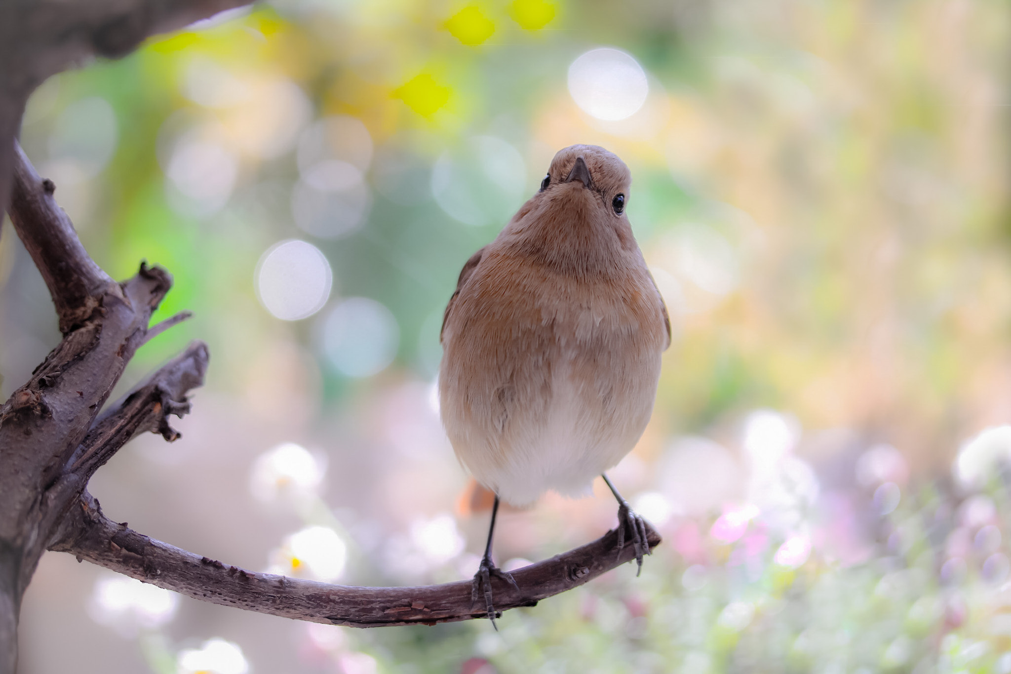 Canon EOS 760D (EOS Rebel T6s / EOS 8000D) sample photo. Are you feeling a spring song already? photography