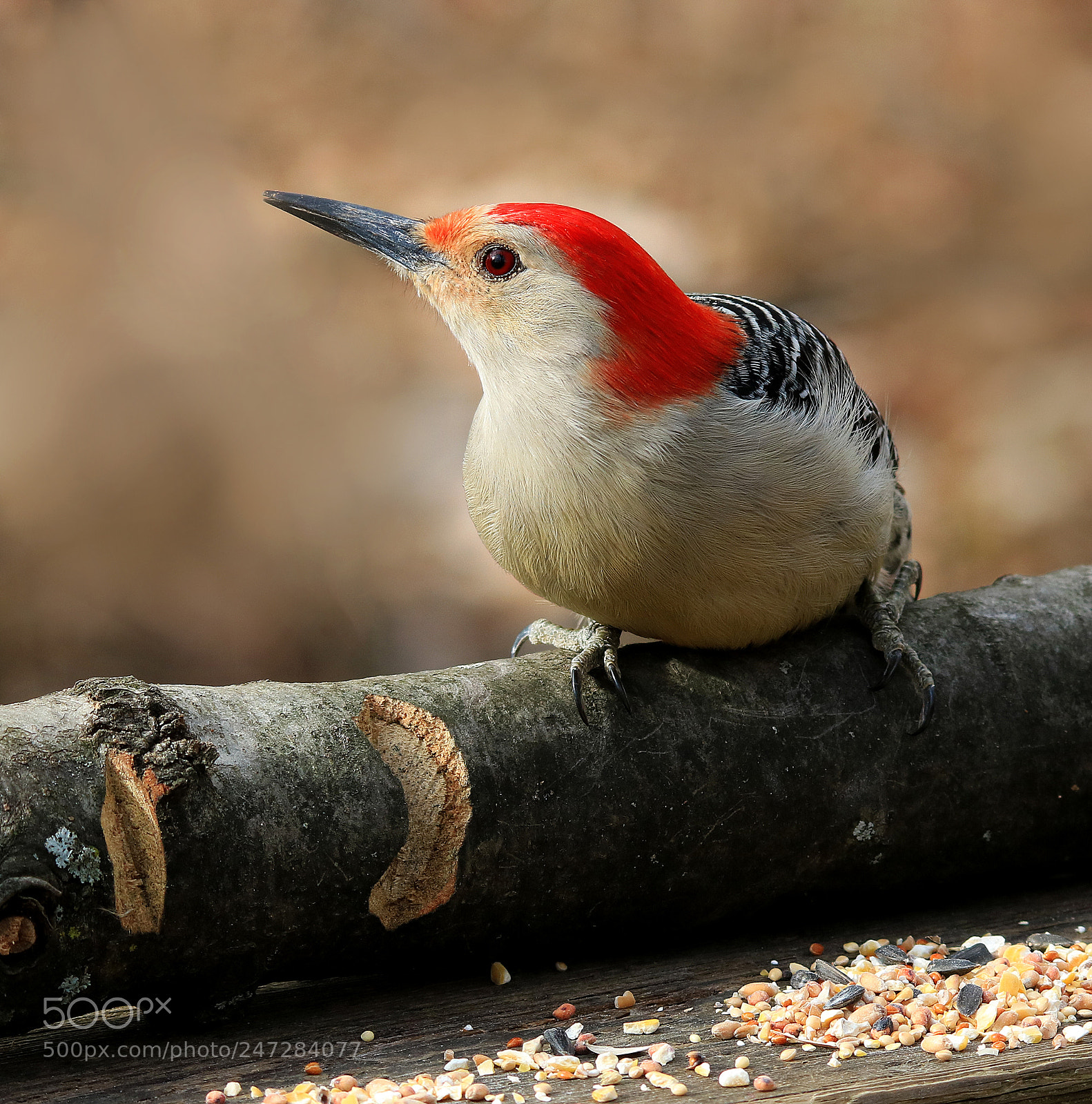 Canon EOS 750D (EOS Rebel T6i / EOS Kiss X8i) sample photo. Red bellied woodpecker photography