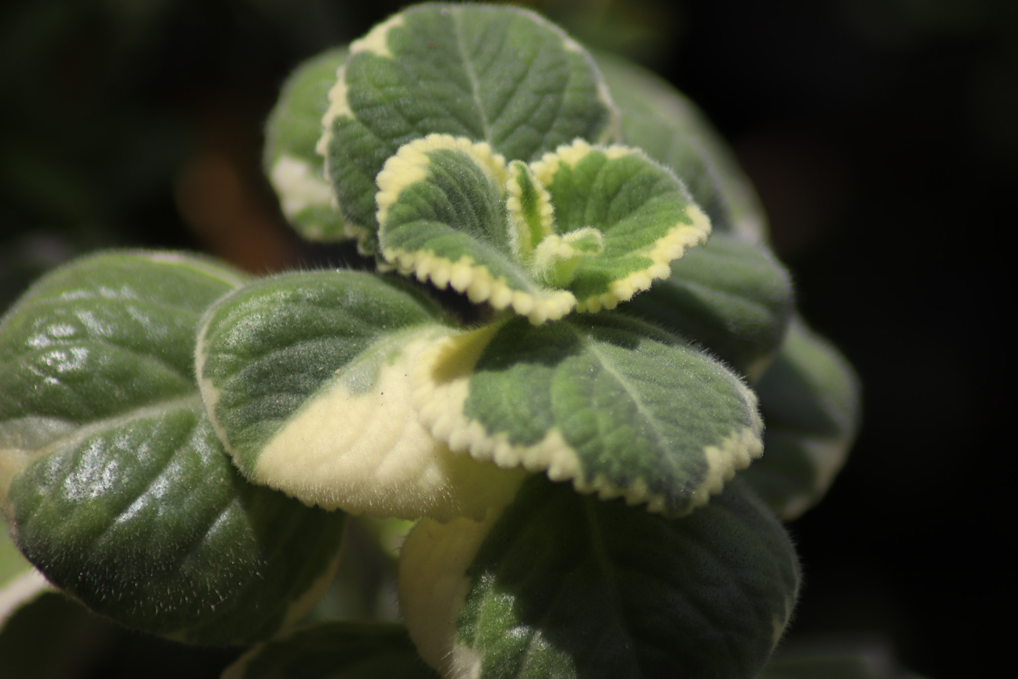 Canon EOS 77D (EOS 9000D / EOS 770D) sample photo. Amulet trebol photography