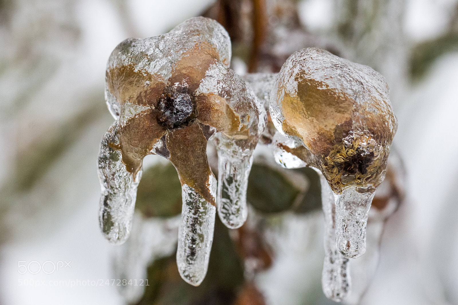 Canon EOS 60D sample photo. Frozen photography