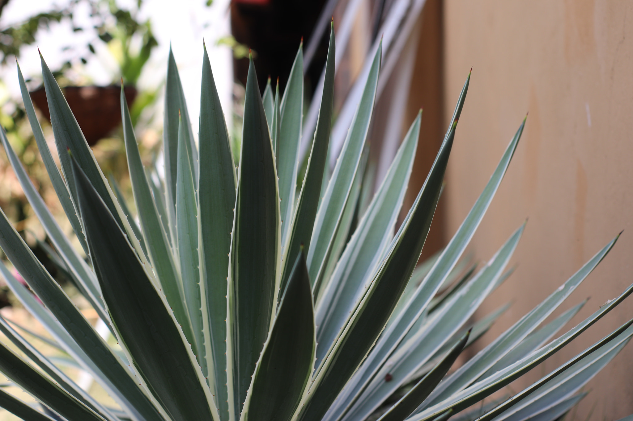 Canon 50mm sample photo. Img photography