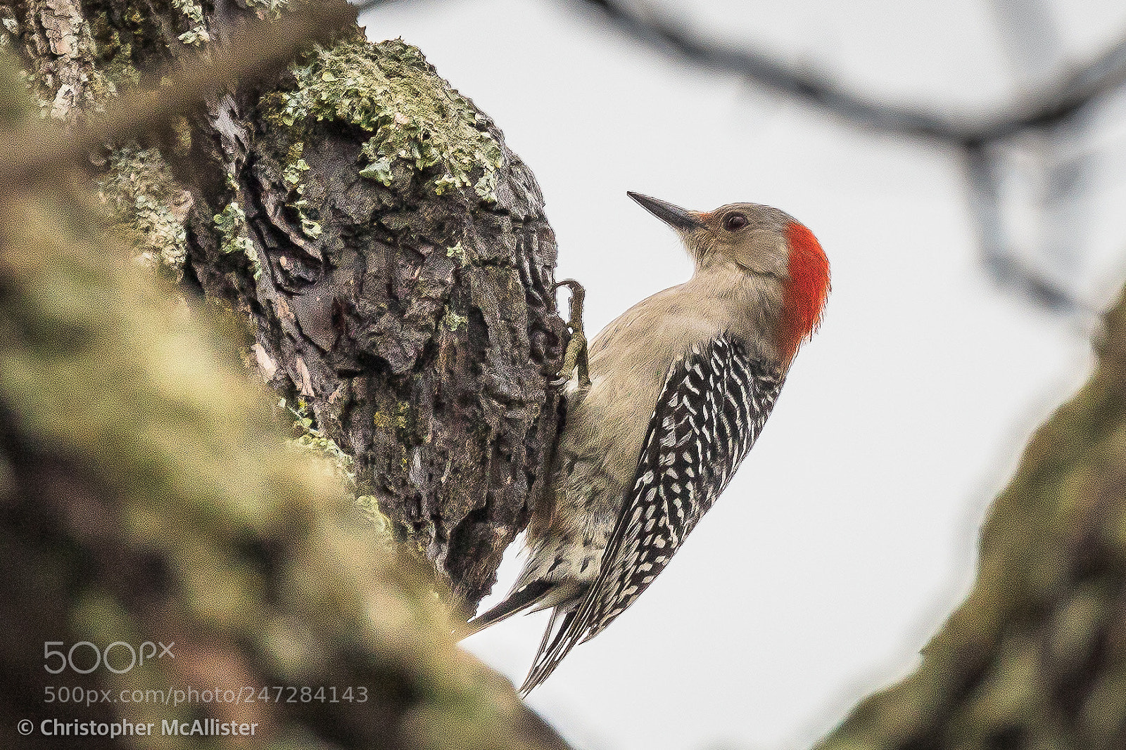 Canon EOS 5DS R sample photo. Another good looking red photography