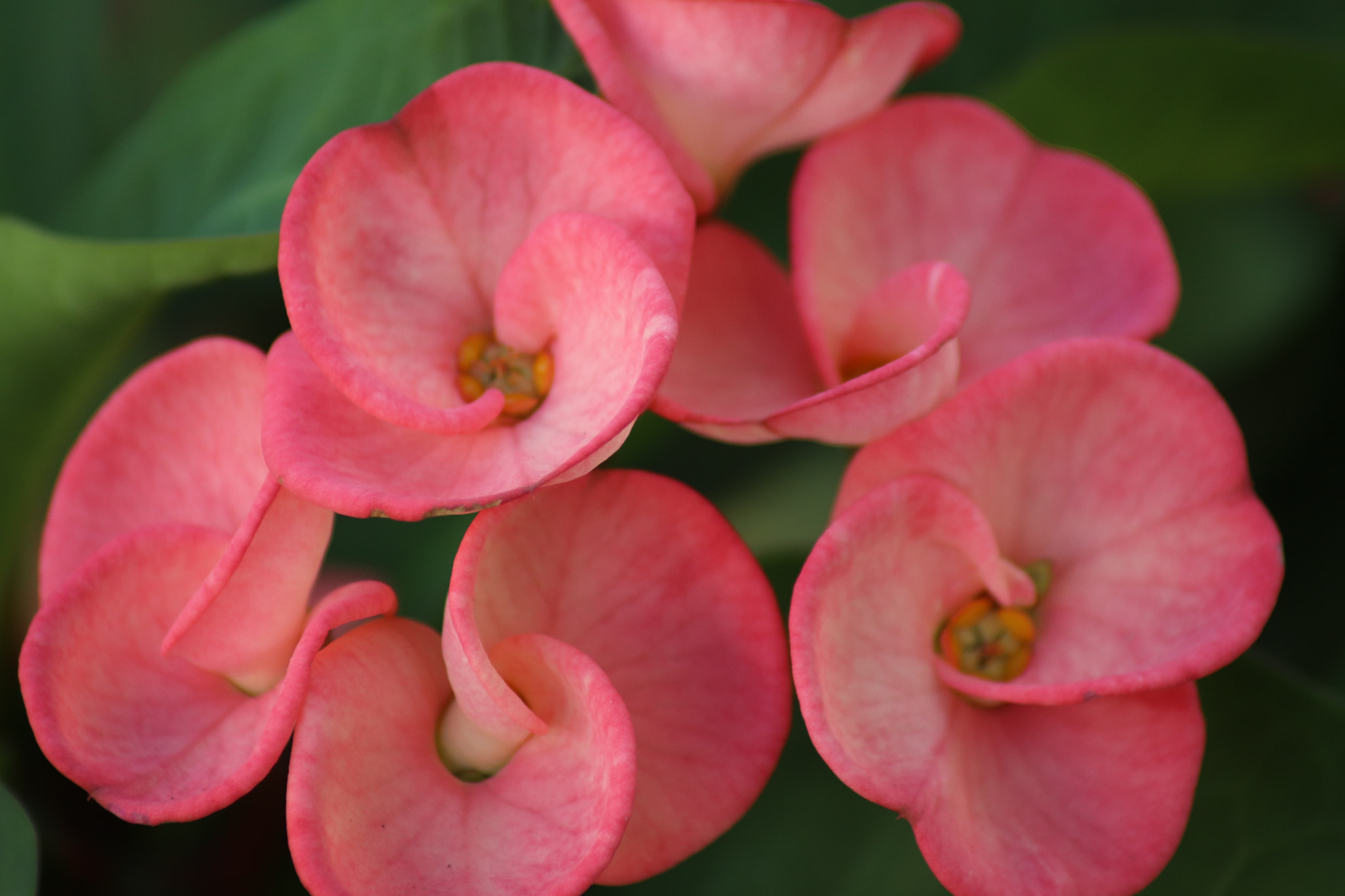 Canon EOS 77D (EOS 9000D / EOS 770D) sample photo. Cocoom pink photography