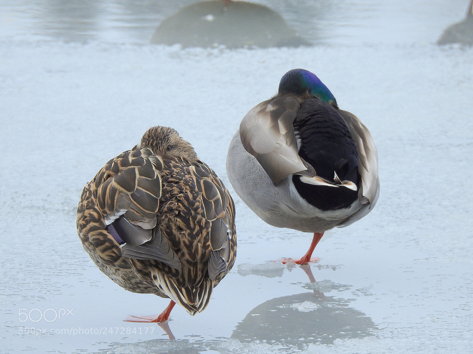 Nikon Coolpix P900 sample photo. Mallard photography
